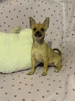 Cici , a female Pomchi for sale in Godwin, NC – 2 of 6