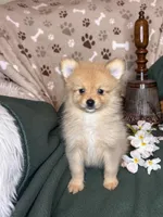 Prancer , a male Pomeranian for sale in Godwin, NC – 2 of 4