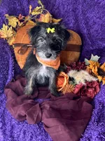 Peppy, a female Yorkipoo for sale in Godwin, NC – 8 of 8