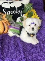 Harmony, a female Maltese for sale in Godwin, NC – 7 of 7