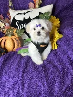 Harmony, a female Maltese for sale in Godwin, NC – 5 of 7