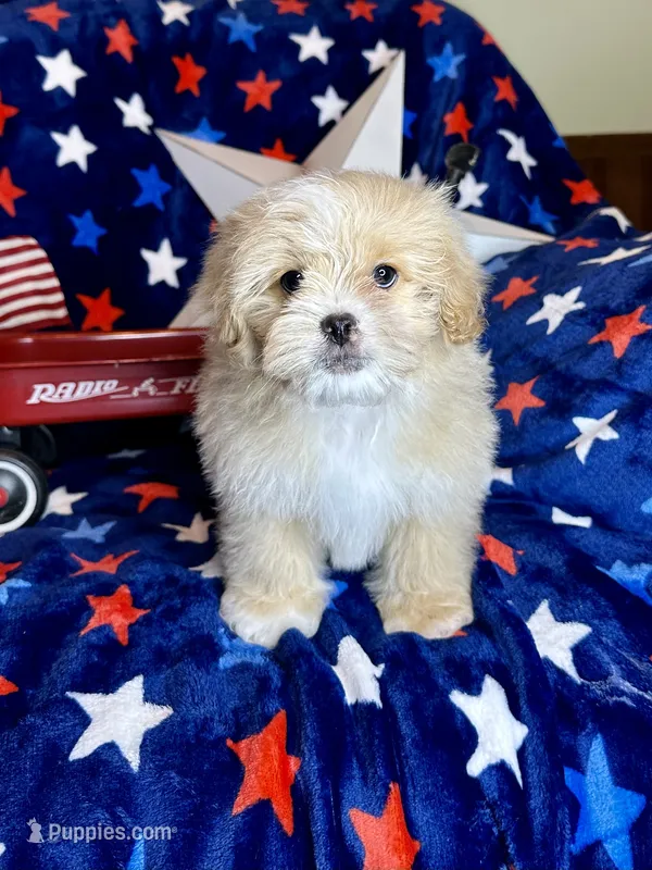 Woody – Pekingese, Poodle - Toy  puppy for sale in Godwin, NC