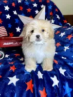 Woody, a male Pekingese and Poodle - Toy  for sale in Godwin, NC – 1 of 6