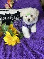 Holly, a female Maltese for sale in Godwin, NC – 5 of 5