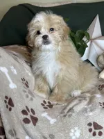 Woody, a male Pekingese and Poodle - Toy  for sale in Godwin, NC – 3 of 4