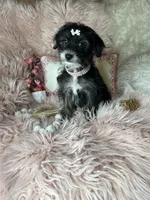 Peppy, a female Yorkipoo for sale in Godwin, NC – 4 of 8