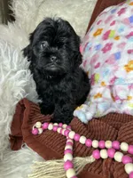 Minnie, a female Peekapoo for sale in Godwin, NC – 5 of 7