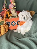 Honeybun, a male Maltese for sale in Godwin, NC – 3 of 8