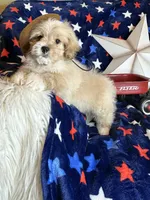 Winston, a male Pekingese and Poodle - Toy  for sale in Godwin, NC – 2 of 4