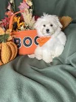 Honeybun, a male Maltese for sale in Godwin, NC – 2 of 8