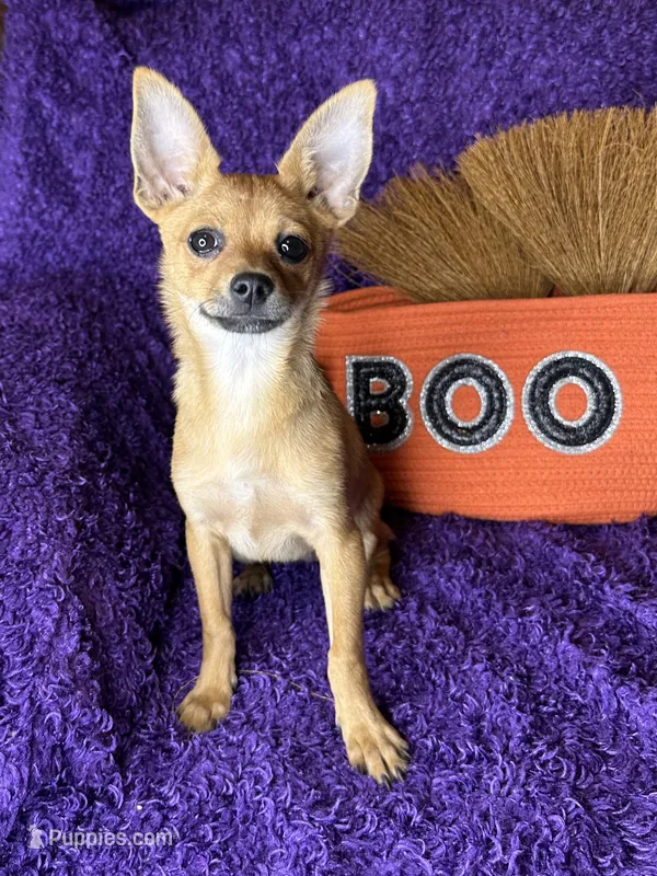 Cici  – Pomchi puppy for sale in Godwin, NC