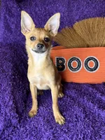 Cici , a female Pomchi for sale in Godwin, NC – 1 of 5