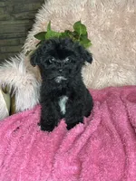 Brittany , a female Yorkipoo for sale in Godwin, NC – 3 of 6