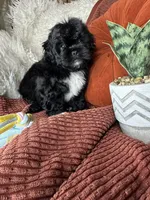 Mickey , a male Peekapoo for sale in Godwin, NC – 4 of 6