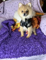 Peppy , a female Pomeranian for sale in Godwin, NC – 2 of 7