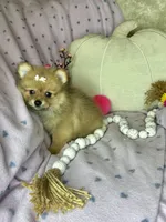 Peppy , a female Pomeranian for sale in Godwin, NC – 3 of 3