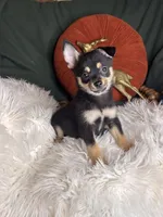 Ceaser , a male Pomchi for sale in Godwin, NC – 4 of 5