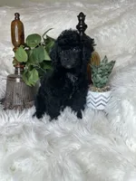Rocky, a male Poodle - Toy  for sale in Godwin, NC – 5 of 5