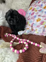 Minnie, a female Peekapoo for sale in Godwin, NC – 7 of 7