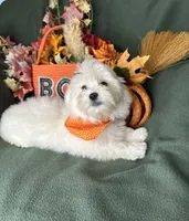 Honeybun, a male Maltese for sale in Godwin, NC – 4 of 8