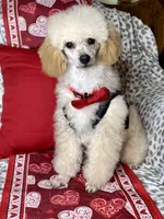 Yodel, a male Poodle - Toy  for sale in Godwin, NC – Photo 4 of 5