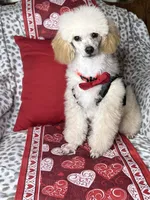 Yodel, a male Poodle - Toy  for sale in Godwin, NC – Photo 1 of 5