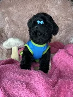 Brittany , a female Yorkipoo for sale in Godwin, NC – 3 of 6