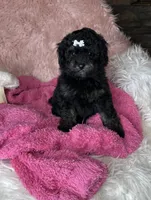 Reese , a female Poodle - Toy  for sale in Godwin, NC – 3 of 4
