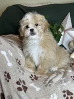 Woody, a male Pekingese and Poodle - Toy  for sale in Godwin, NC – 4 of 4