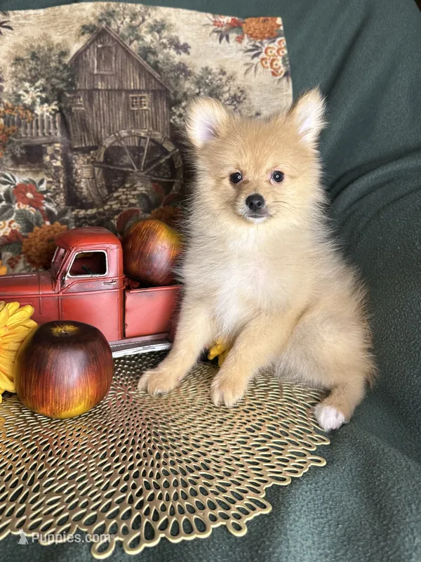 Prancer – Pomeranian puppy for sale in Godwin, NC