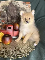 Prancer, a male Pomeranian for sale in Godwin, NC – 1 of 4