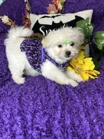 Holly, a female Maltese for sale in Godwin, NC – 4 of 5