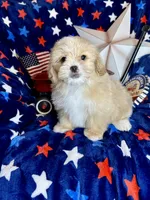 Woody, a male Pekingese and Poodle - Toy  for sale in Godwin, NC – 3 of 6