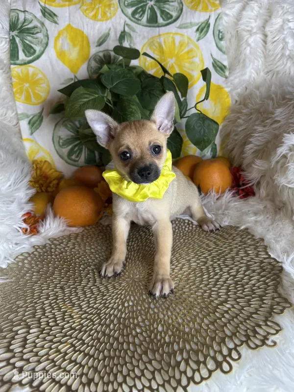 Celeste – Pomchi puppy for sale in Godwin, NC