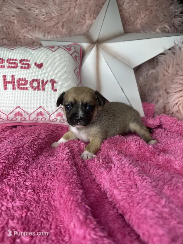 Cinnamon  – Pomchi puppy for sale in Godwin, NC