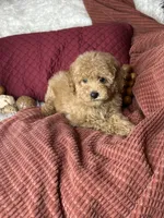 Frito, a male Poodle - Toy  for sale in Godwin, NC – 3 of 6