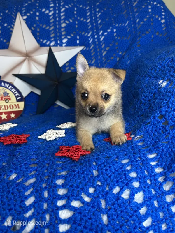 Cheshire  – Pomchi puppy for sale in Godwin, NC