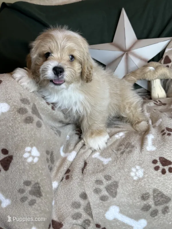 Winston – Pekingese, Poodle - Toy  puppy for sale in Godwin, NC