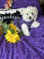 Holly, a female Maltese for sale in Godwin, NC – 3 of 5