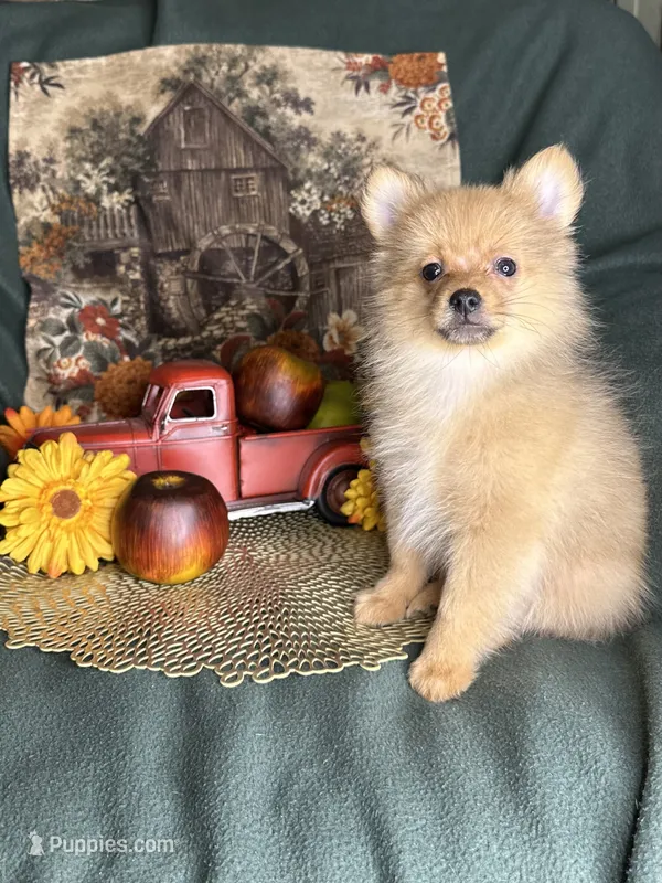 Pickle – Pomeranian puppy for sale in Godwin, NC