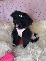 Brittany , a female Yorkipoo for sale in Godwin, NC – 3 of 6