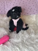 Brittany , a female Yorkipoo for sale in Godwin, NC – 5 of 6