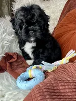 Mickey , a male Peekapoo for sale in Godwin, NC – 5 of 6