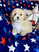 Woody, a male Pekingese and Poodle - Toy  for sale in Godwin, NC – 2 of 6