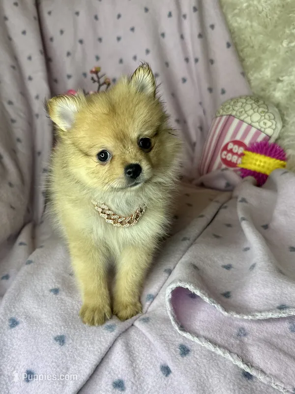 Penny – Pomeranian puppy for sale in Godwin, NC