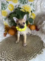 Celeste , a female Pomchi for sale in Godwin, NC – 6 of 7