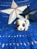 Cosmo , a male Pomchi for sale in Godwin, NC – 4 of 6