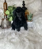 Rocky, a male Poodle - Toy  for sale in Godwin, NC – 2 of 5
