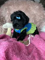 Brittany , a female Yorkipoo for sale in Godwin, NC – 6 of 6