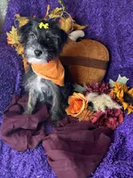 Peppy, a female Yorkipoo for sale in Godwin, NC – 6 of 8